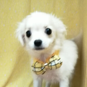 ミックス犬