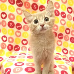 Alternative view of ソマリ