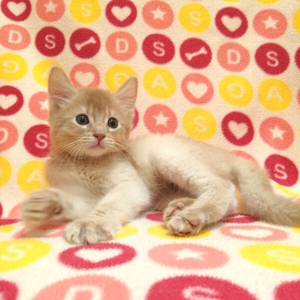 ソマリ - 画像 (4)