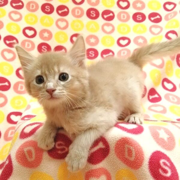 ソマリ - 画像 (5)