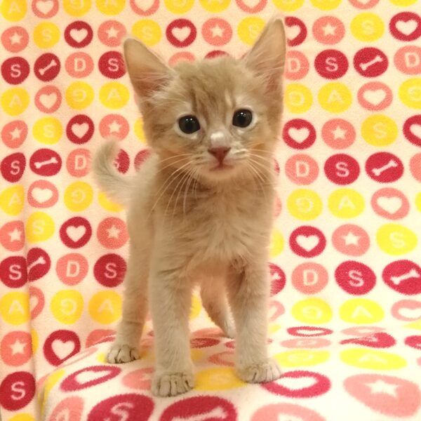 ソマリ - 画像 (3)