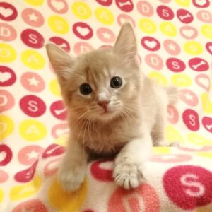 Alternative view of ソマリ