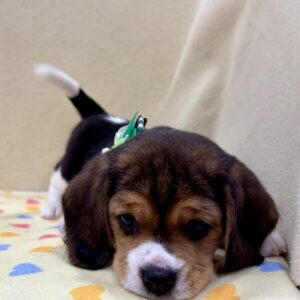 Alternative view of ミックス犬