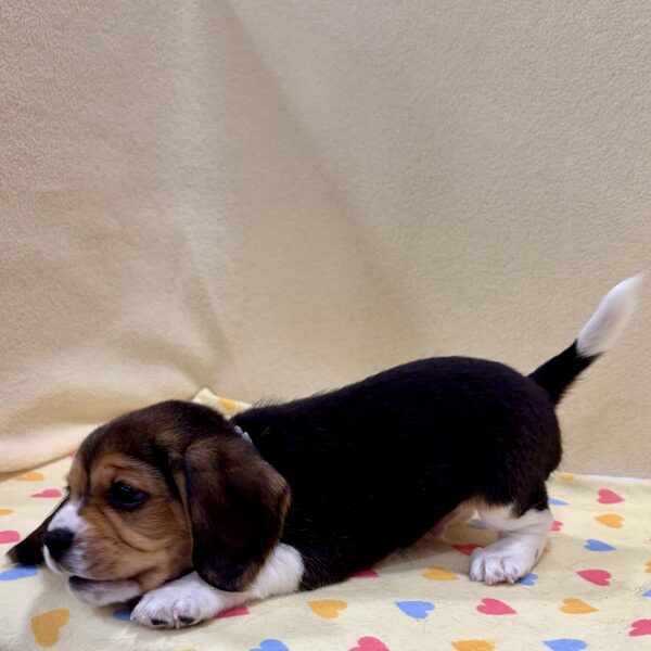 ミックス犬 - 画像 (4)