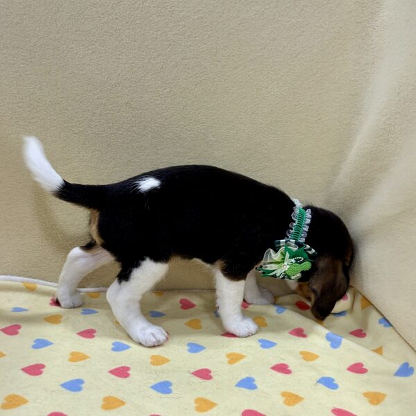 ミックス犬 - 画像 (5)