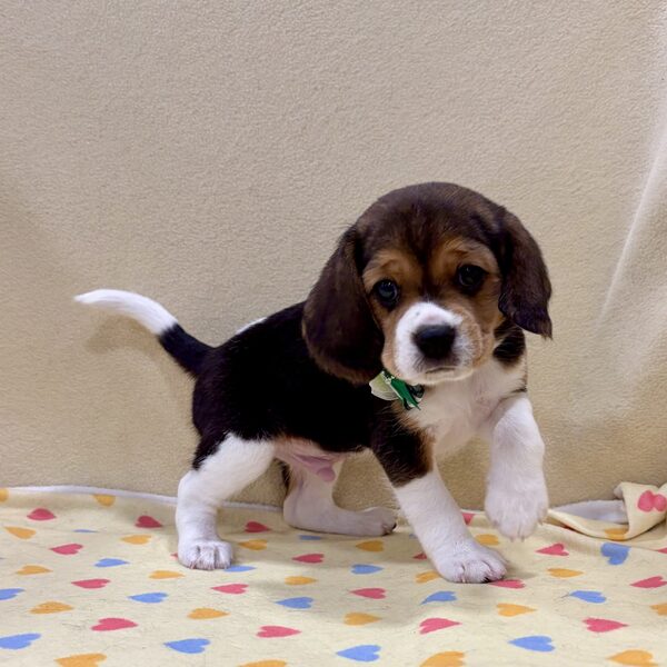 ミックス犬 - 画像 (3)