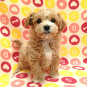 Alternative view of ミックス犬