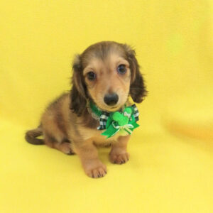 Alternative view of ミニチュア・ダックスフンド(ロングヘアード)