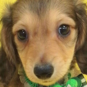 ミニチュア・ダックスフンド(ロングヘアード)