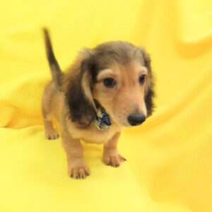 ミニチュア・ダックスフンド(ロングヘアード)