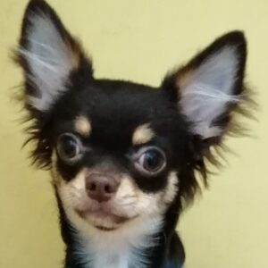 チワワ (ロングコート)