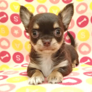 Alternative view of チワワ (ロングコート)