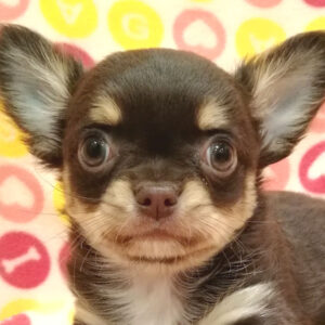 チワワ (ロングコート)