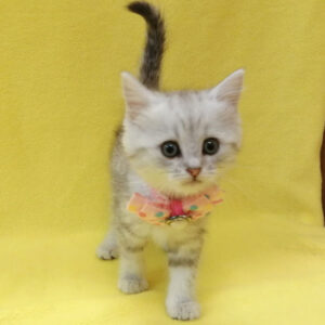 Alternative view of ミヌエット