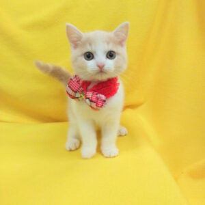 Alternative view of キンカロー