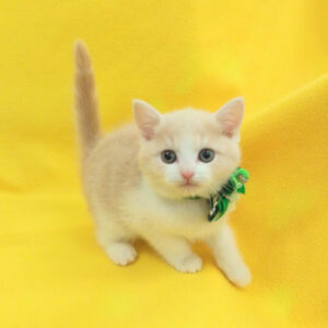 Alternative view of キンカロー