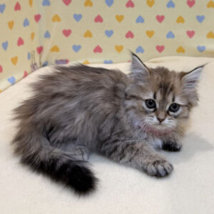 Alternative view of キンカロー