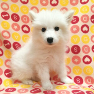 Alternative view of サモエド