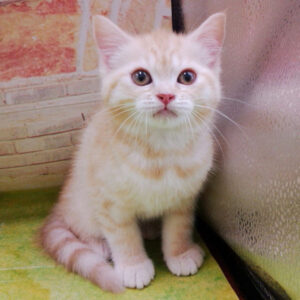 Alternative view of マンチカン