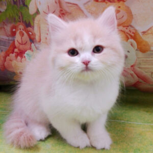 Alternative view of スコティッシュ・フォールド