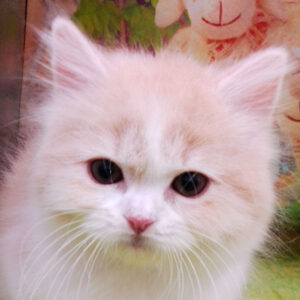 スコティッシュ・フォールド