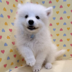 Alternative view of サモエド