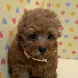 トイ・プードル