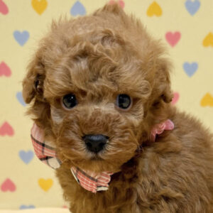 トイ・プードル