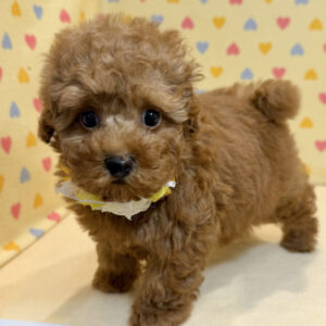 Alternative view of トイ・プードル