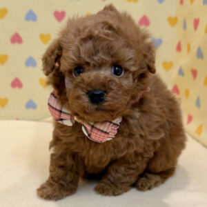 Alternative view of トイ・プードル