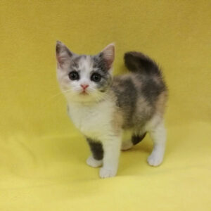 Alternative view of マンチカン