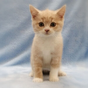 Alternative view of マンチカン