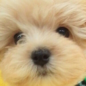 ミックス犬