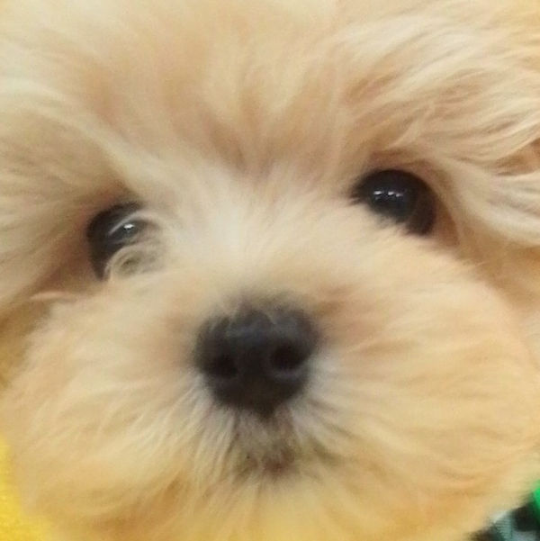 ミックス犬