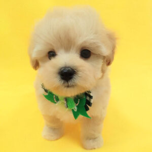 Alternative view of ミックス犬