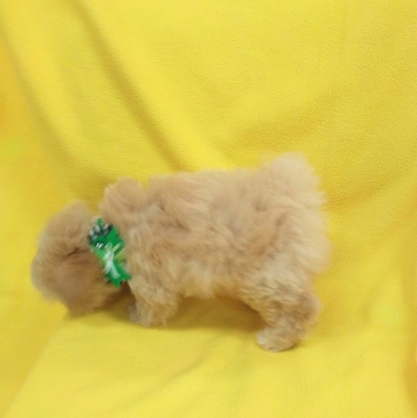 ミックス犬 - 画像 (4)