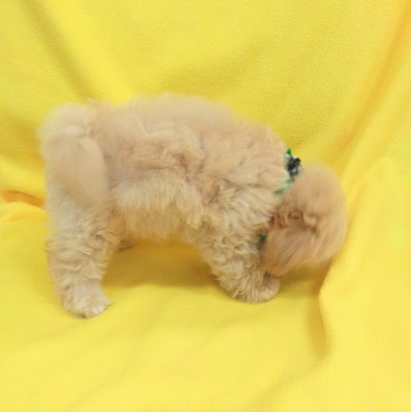 ミックス犬 - 画像 (5)