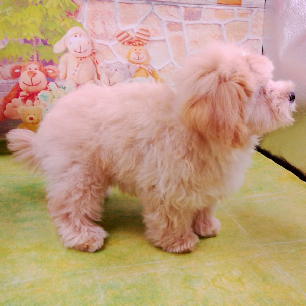 ミックス犬 - 画像 (3)