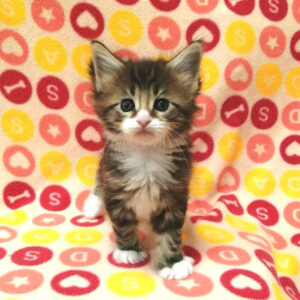 Alternative view of メイン・クーン・キャット