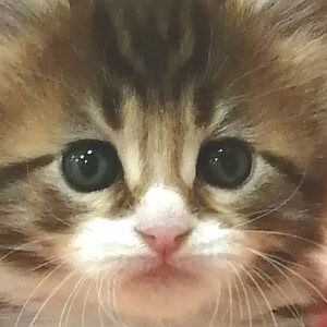 メイン・クーン・キャット