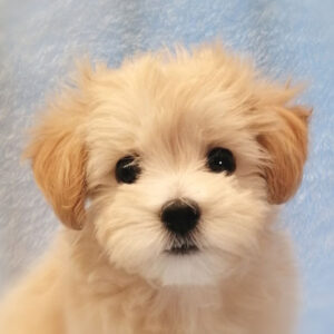 ミックス犬