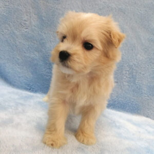 Alternative view of ミックス犬