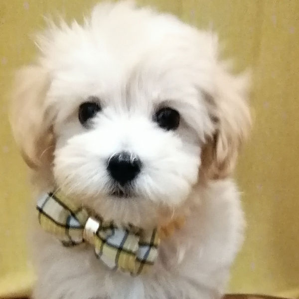 ミックス犬