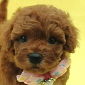 トイ・プードル