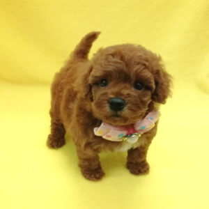 Alternative view of トイ・プードル