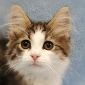 ノルウェージャン・フォレスト・キャット