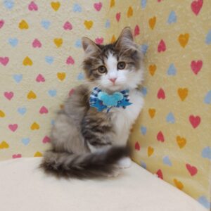Alternative view of ノルウェージャン・フォレスト・キャット