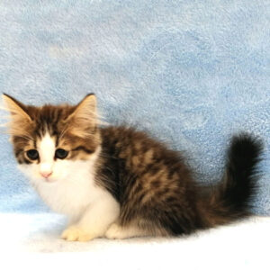 Alternative view of ノルウェージャン・フォレスト・キャット