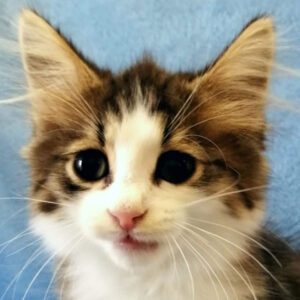 ノルウェージャン・フォレスト・キャット