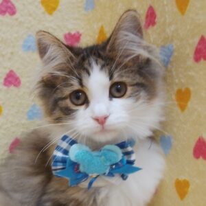 ノルウェージャン・フォレスト・キャット